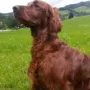 Da macht der Spaziergang erst so riechtig Spaß 