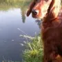 Das Wasser ist in diesem Sommer verlockend...