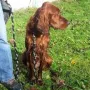 Quirina im Oktober 2014 beim Trainingswochenende