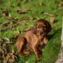 Und macht dort auch schon den Garten unsicher. 