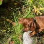 Der Teich ist natürlich auch interessant.