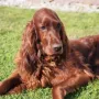 Quila im Sommer 2016