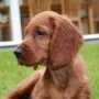 Quiana, ein toller Hund...