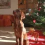 Quiana Weihnachten 2013