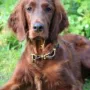 Einfach ein Traumhund