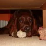 Quiana in Weihnachtsstimmung