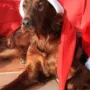 Quiana Weihnachten 2014