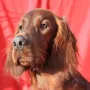 Tolles Bild, toller Hund!!