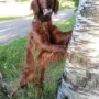 Quiana, vielleicht ist es auf dem Baum kühler???