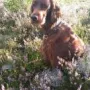 Quiana im Blumenmeer