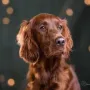 Quiana, ein tolles Bild zu Weihnachten 2015