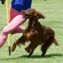 Quiana erfolgreich im Turniersport