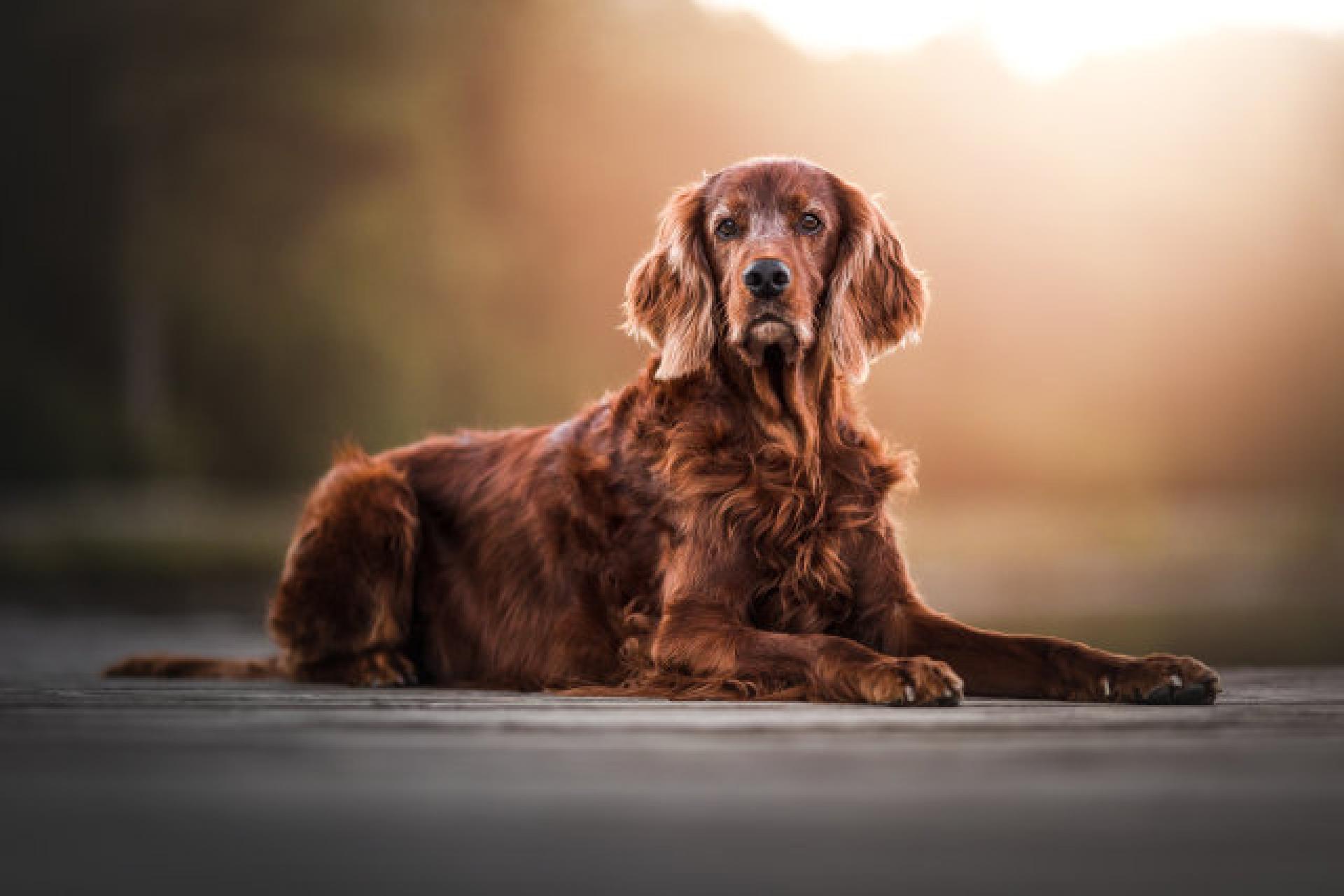 Royal Fitz William 8,5 Jahre