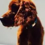 Royal Fitz William ist zu Sybille Schafranietz nach Gröbenzell gezogen. Nachdem Frauchen Hundefriseurin ist, ist er immer toll.