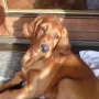Ryan-Ray wohnt bei Alexandra und Andreas am Bodensee und wird Andreas zur Jagd unterstützen.