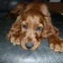 Toller Bursche
