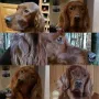 Eine sehr schöne Collage von Ryan-Ray