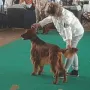 Und an der Show in Kreuzlingen, CH
