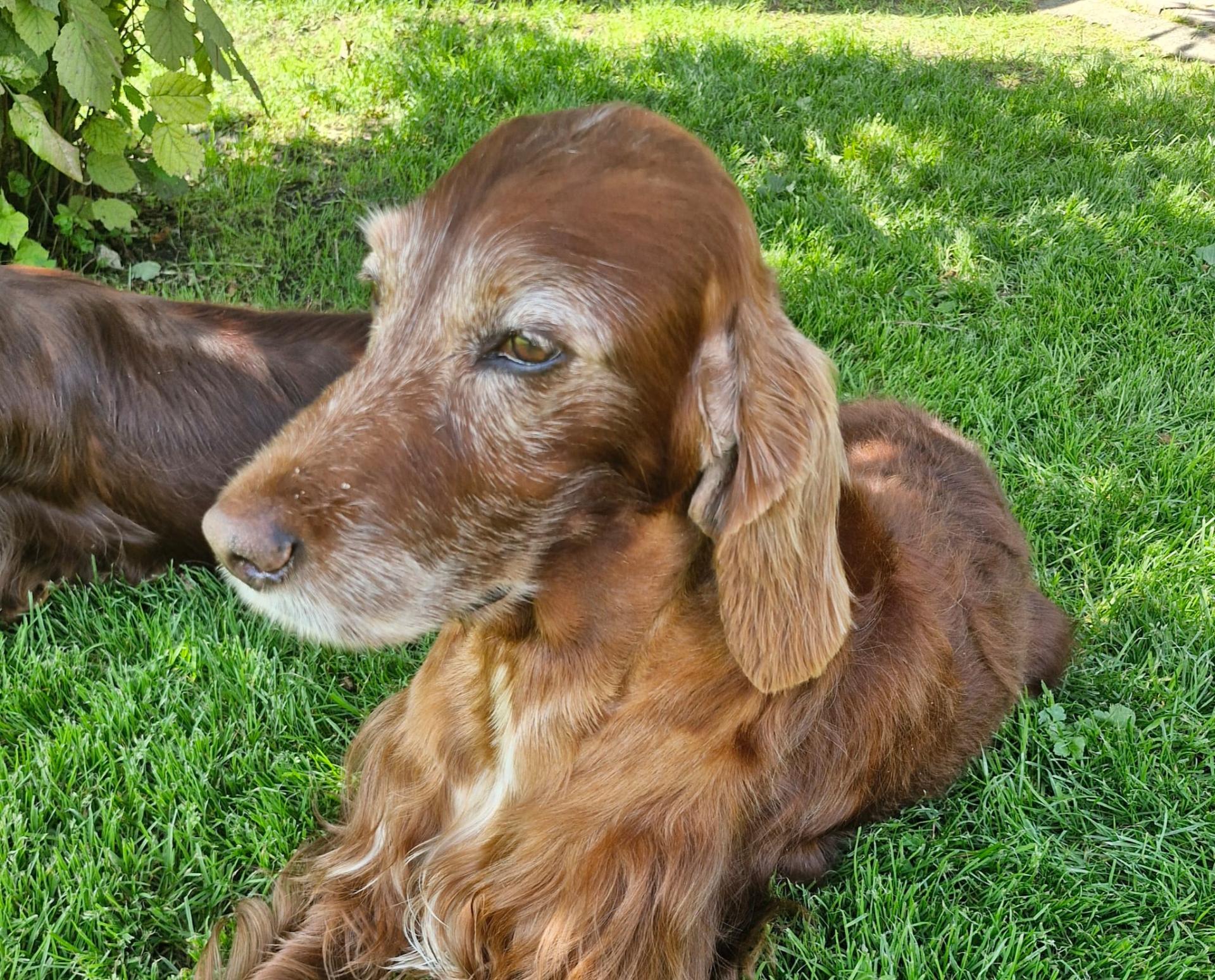 Remember Winny, bald 11 Jahre