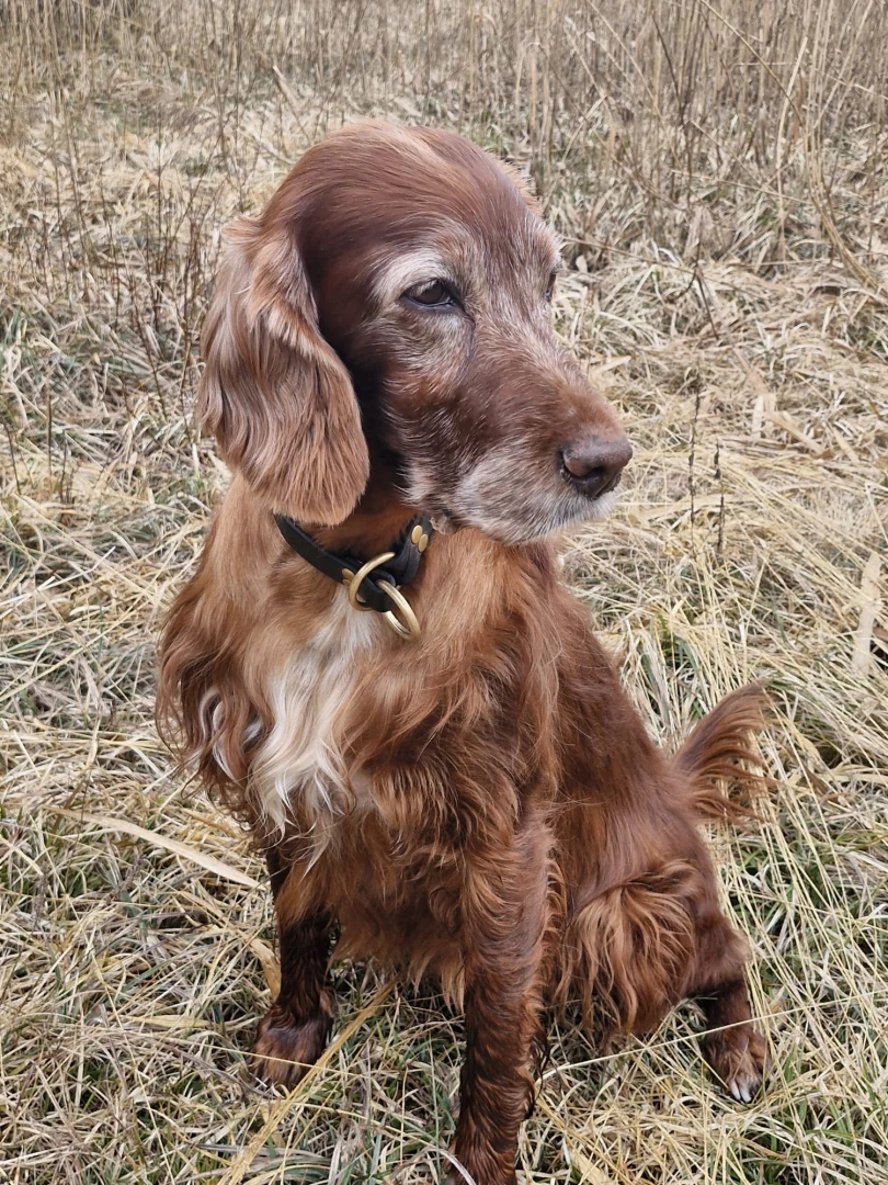 Remember Winny gut 11 Jahre alt