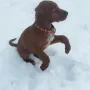 Remeber Winny genießt den Schnee im März 2014