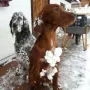 Ach, ich bin mit Schneekugeln geschmückt....