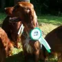 Remember Winny an der CAC Günzburg V1, Anw. Dt.Ch.(VDH) 2015