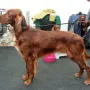 Remember Winny gewinnt an der CACIB Wels 2015 die Zwischenklasse