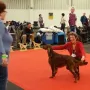 Remember Winny an der CACIB Nürnberg 2017, zieht ein CACIB-Ticket
