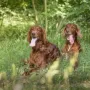 Remember Winny und Salute Jay
