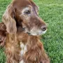 Remember Winny 10,5 Jahre