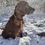 Remember Winny nach ihrer schweren OP 12/24