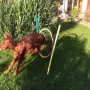Und beim Agility Training