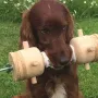 Und Freude am Apportieren