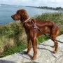 Rani im Urlaub Sommer 2014