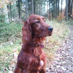 Rhapsody-Caitlyn 1 Jahr alt