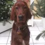 Rhapsody-Caitlyn im Dezember 2014