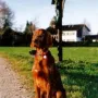 Verdi hat es nach Wörthsee zu Alexandra und Carsten Tripp gezogen