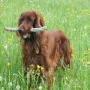 Viel Freude hat der Hund.