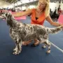 Princess Dora an der CACIB Innsbruck 2014