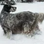 Princess Dora im Schnee