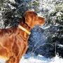Salute Jay genießt den Schnee