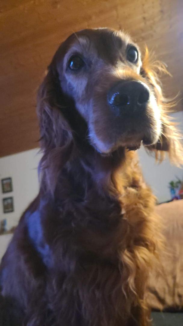 Sue knapp 9 Jahre
