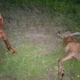 Suna und ihr "erster Bock"