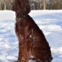 Auch Sir Sky genießt den Schnee im Winter 2015/2016