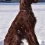 Ein toller Hund bin ich geworden.....; findet meine Züchterin
