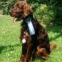 Sir Sky Donaujugendsieger 2016