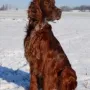 Sir Sky im letzten Schnee 2017