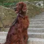 Sir Sky im Urlaub Juni 2017