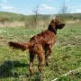 Tango tapfer im Vorstehtraining